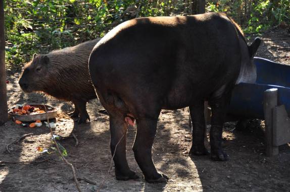 Uma capivara e uma anta dividem o mesmo espaço no Aquário Natural, em Bonito, no Mato Grosso do Sul